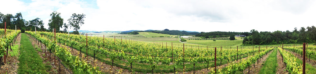 Panoramic Left Coast Vineyard printed on natural pine wood.